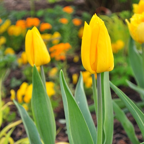 Tulip Bulbs - Yokohama